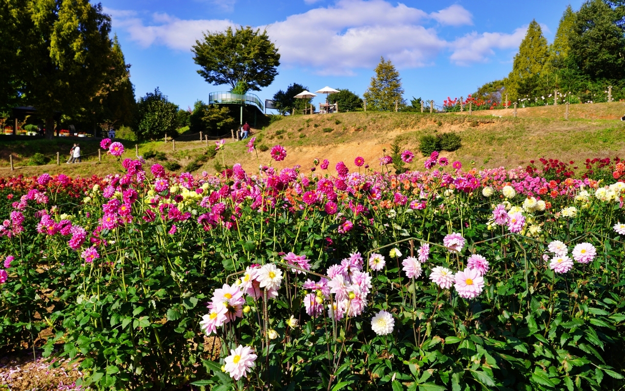 【日本】山陽 廣島 世羅高原農場｜日本最大規模花田竟然在廣島！？每季都有不同的花海絕景，秋菊美到根本置身童話世界。