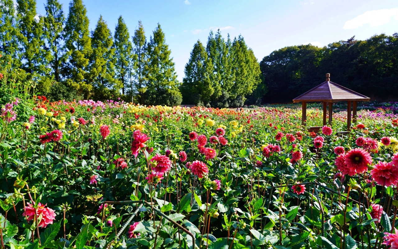 【日本】山陽 廣島 世羅高原農場｜日本最大規模花田竟然在廣島！？每季都有不同的花海絕景，秋菊美到根本置身童話世界。