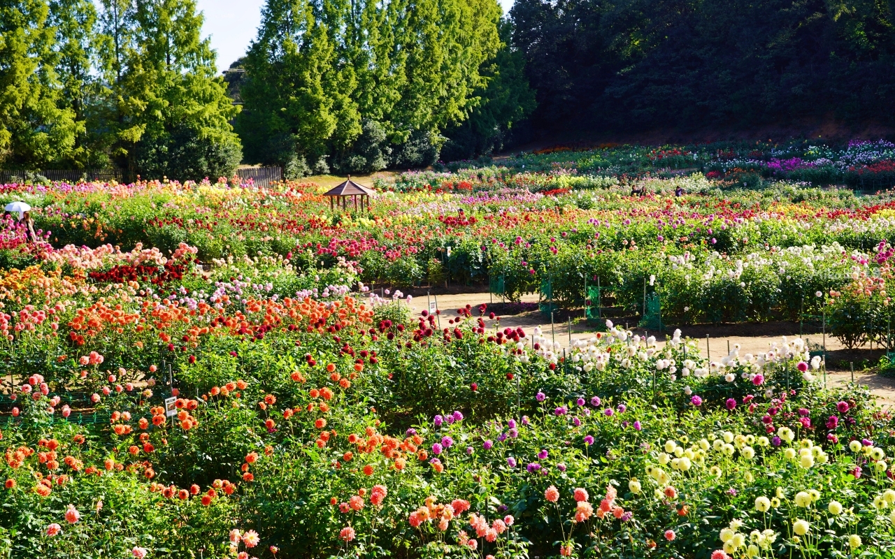 【日本】山陽 廣島 世羅高原農場｜日本最大規模花田竟然在廣島！？每季都有不同的花海絕景，秋菊美到根本置身童話世界。