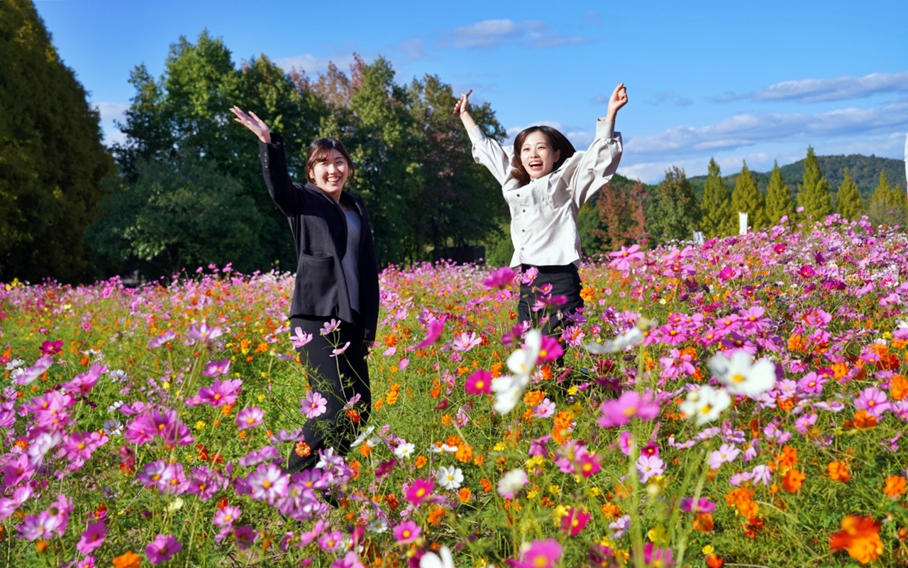 【日本】山陽 廣島 世羅高原農場｜日本最大規模花田竟然在廣島！？每季都有不同的花海絕景，秋菊美到根本置身童話世界。
