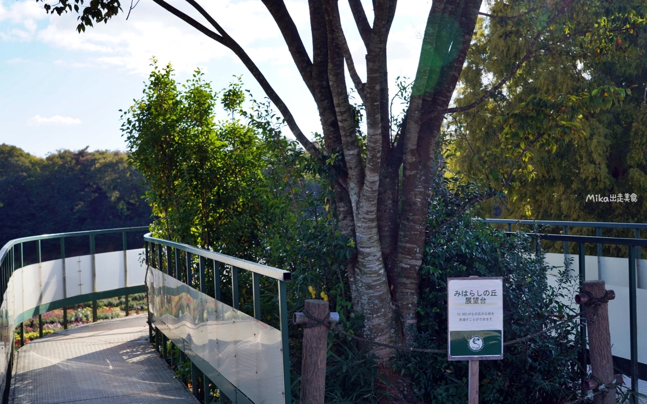 【日本】山陽 廣島 世羅高原農場｜日本最大規模花田竟然在廣島！？每季都有不同的花海絕景，秋菊美到根本置身童話世界。