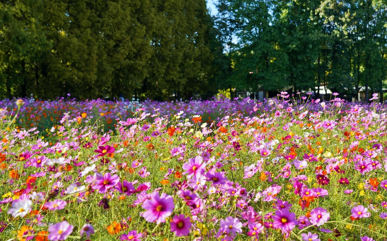 【日本】山陽 廣島 世羅高原農場｜日本最大規模花田竟然在廣島！？每季都有不同的花海絕景，秋菊美到根本置身童話世界。