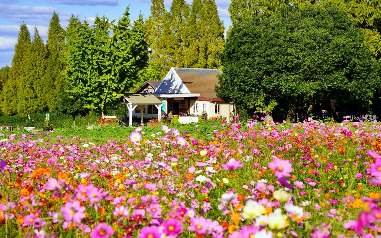 【日本】山陽 廣島 世羅高原農場｜日本最大規模花田竟然在廣島！？每季都有不同的花海絕景，秋菊美到根本置身童話世界。