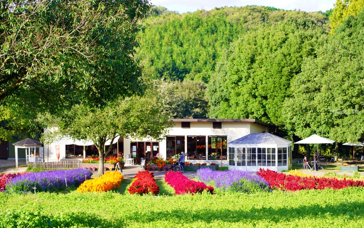 【日本】山陽 廣島 世羅高原農場｜日本最大規模花田竟然在廣島！？每季都有不同的花海絕景，秋菊美到根本置身童話世界。