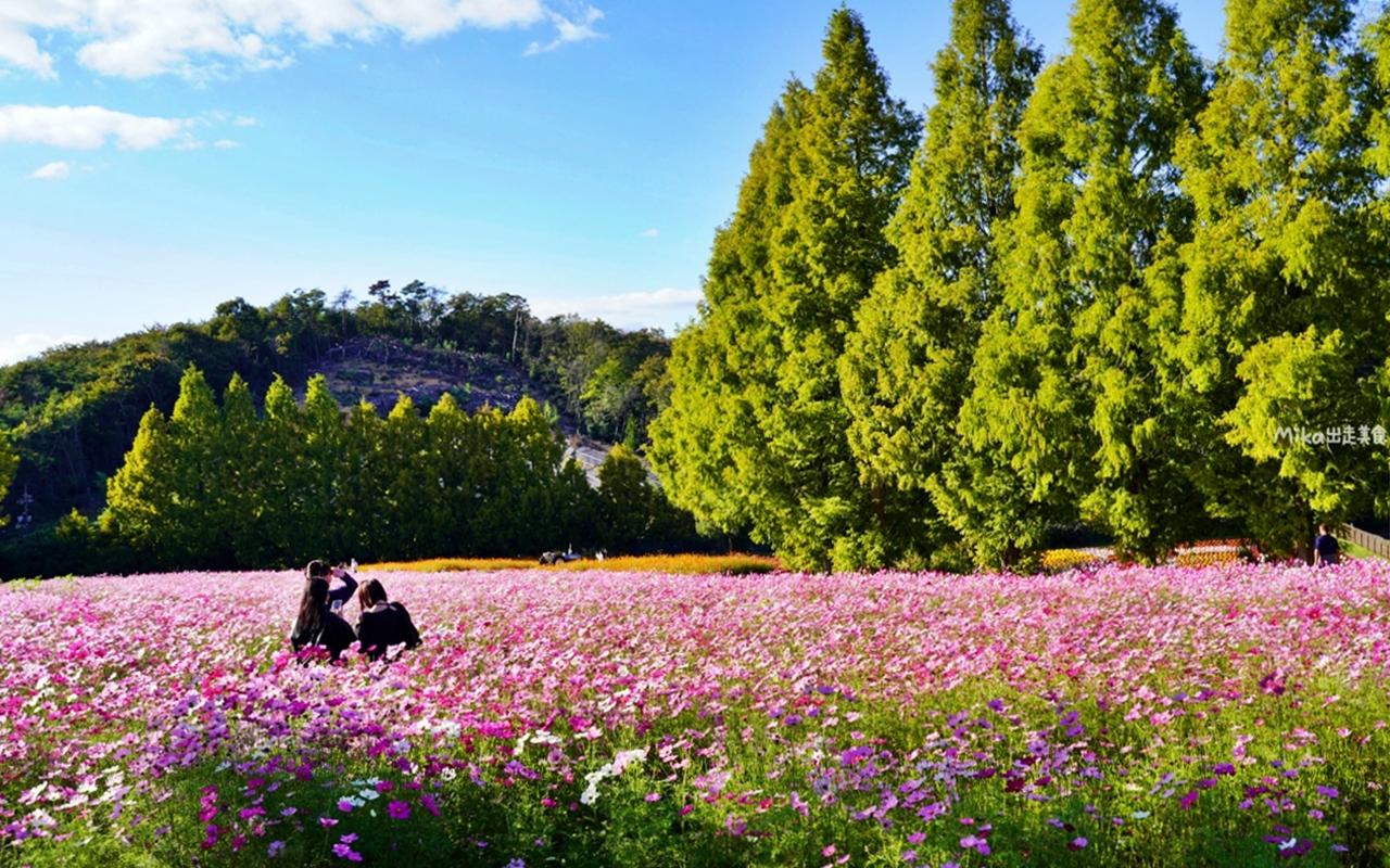 【日本】山陽 廣島 世羅高原農場｜日本最大規模花田竟然在廣島！？每季都有不同的花海絕景，秋菊美到根本置身童話世界。
