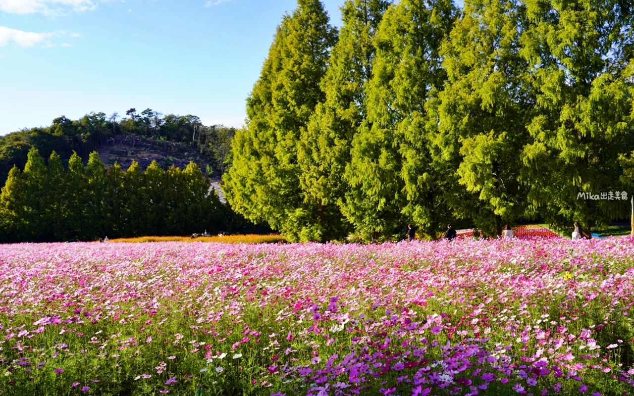 【日本】山陽 廣島 世羅高原農場｜日本最大規模花田竟然在廣島！？每季都有不同的花海絕景，秋菊美到根本置身童話世界。