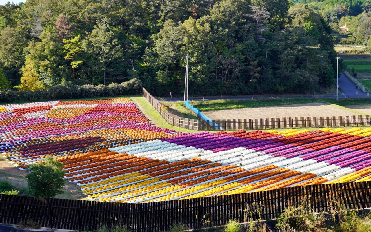 【日本】山陽 廣島 世羅高原農場｜日本最大規模花田竟然在廣島！？每季都有不同的花海絕景，秋菊美到根本置身童話世界。