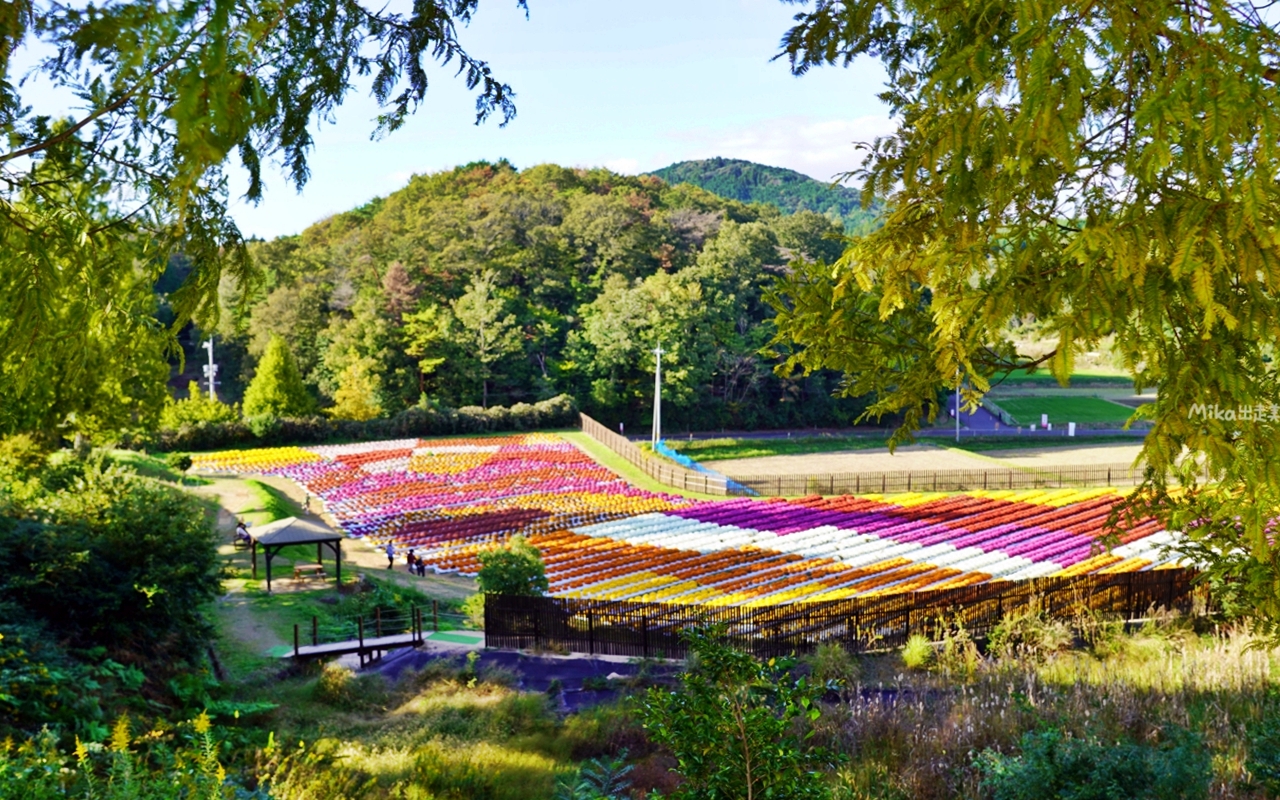 【日本】山陽 廣島 世羅高原農場｜日本最大規模花田竟然在廣島！？每季都有不同的花海絕景，秋菊美到根本置身童話世界。