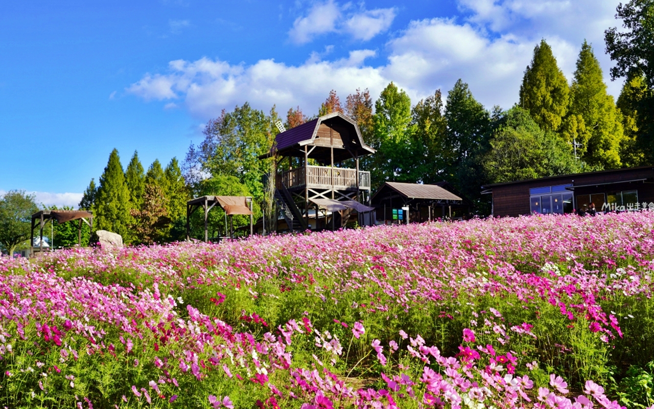 【日本】山陽 廣島 世羅高原農場｜日本最大規模花田竟然在廣島！？每季都有不同的花海絕景，秋菊美到根本置身童話世界。