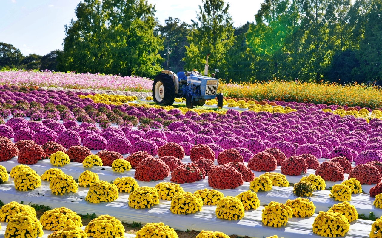 【日本】山陽 廣島 世羅高原農場｜日本最大規模花田竟然在廣島！？每季都有不同的花海絕景，秋菊美到根本置身童話世界。