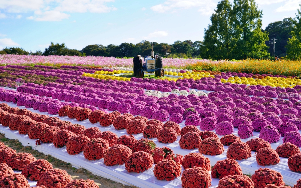 【日本】山陽 廣島 世羅高原農場｜日本最大規模花田竟然在廣島！？每季都有不同的花海絕景，秋菊美到根本置身童話世界。