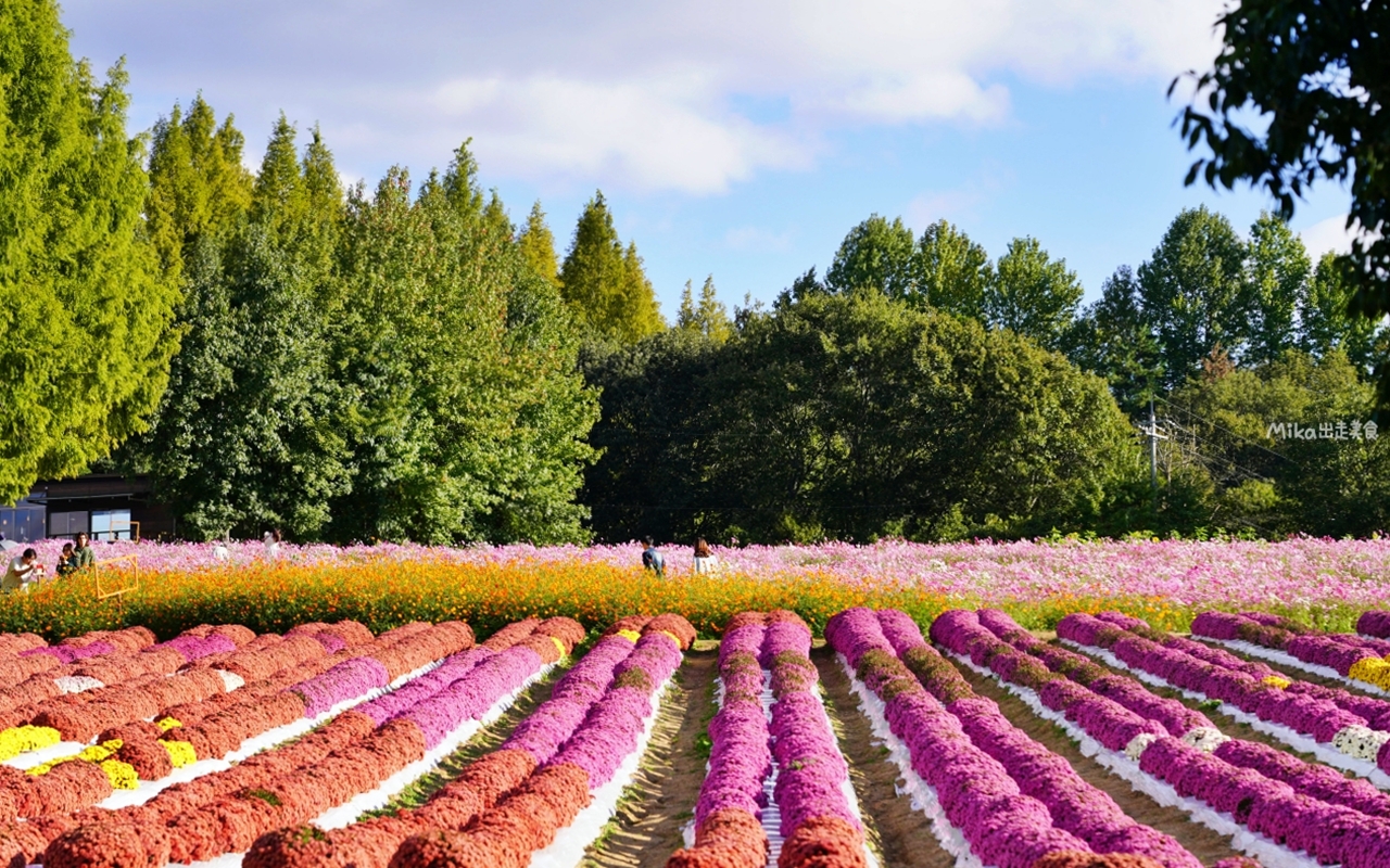 【日本】山陽 廣島 世羅高原農場｜日本最大規模花田竟然在廣島！？每季都有不同的花海絕景，秋菊美到根本置身童話世界。