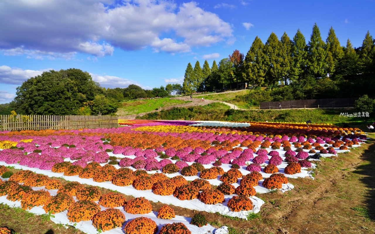 【日本】山陽 廣島 世羅高原農場｜日本最大規模花田竟然在廣島！？每季都有不同的花海絕景，秋菊美到根本置身童話世界。