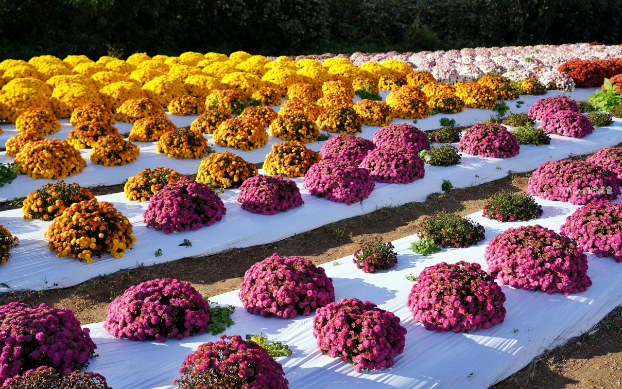 【日本】山陽 廣島 世羅高原農場｜日本最大規模花田竟然在廣島！？每季都有不同的花海絕景，秋菊美到根本置身童話世界。
