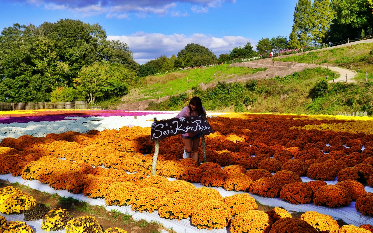 【日本】山陽 廣島 世羅高原農場｜日本最大規模花田竟然在廣島！？每季都有不同的花海絕景，秋菊美到根本置身童話世界。