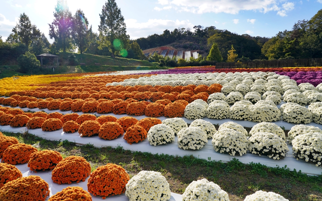 【日本】山陽 廣島 世羅高原農場｜日本最大規模花田竟然在廣島！？每季都有不同的花海絕景，秋菊美到根本置身童話世界。