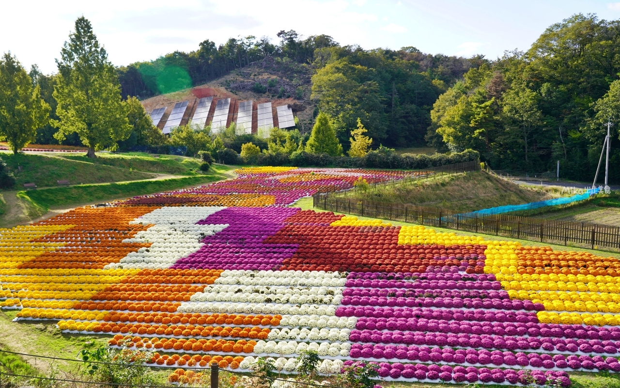 【日本】山陽 廣島 世羅高原農場｜日本最大規模花田竟然在廣島！？每季都有不同的花海絕景，秋菊美到根本置身童話世界。