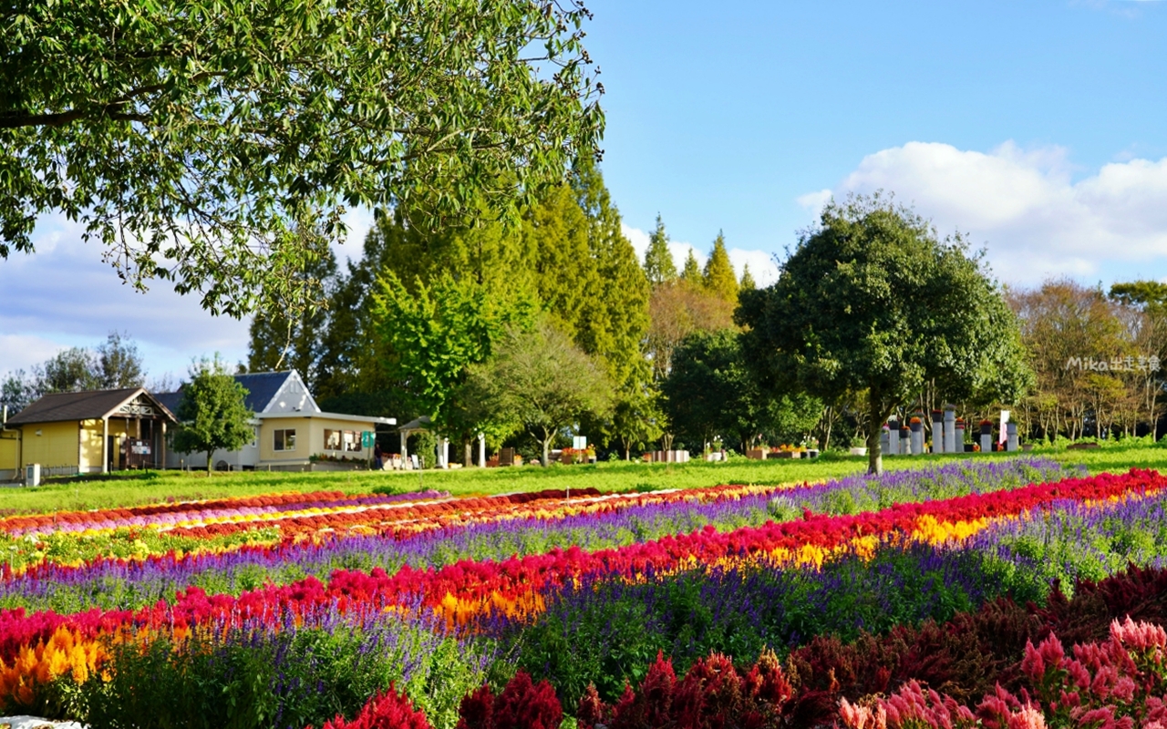 【日本】山陽 廣島 世羅高原農場｜日本最大規模花田竟然在廣島！？每季都有不同的花海絕景，秋菊美到根本置身童話世界。