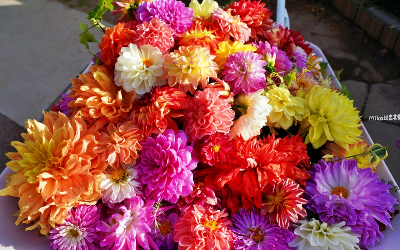 【日本】山陽 廣島 世羅高原農場｜日本最大規模花田竟然在廣島！？每季都有不同的花海絕景，秋菊美到根本置身童話世界。