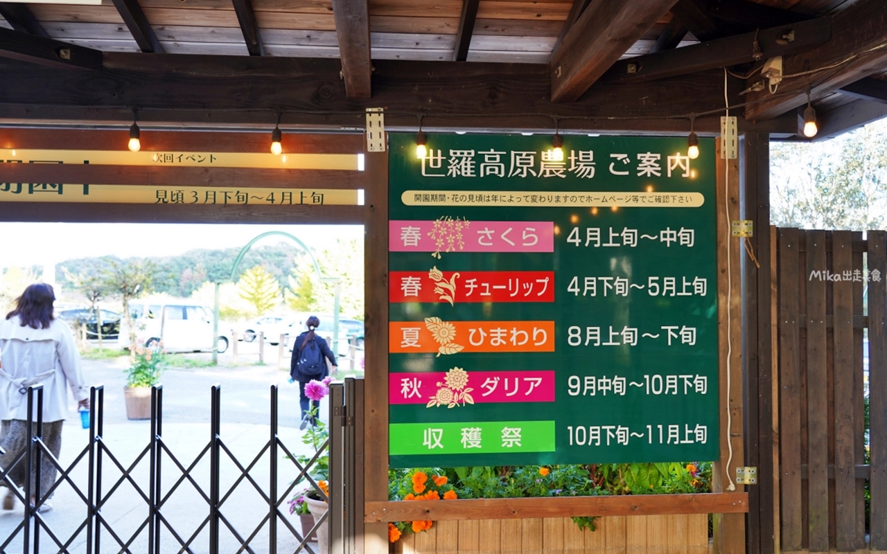 【日本】山陽 廣島 世羅高原農場｜日本最大規模花田竟然在廣島！？每季都有不同的花海絕景，秋菊美到根本置身童話世界。