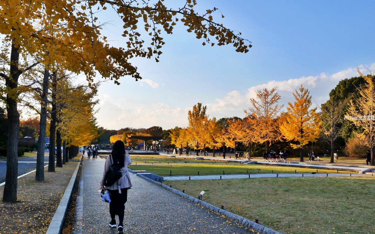 【東京】 國營昭和紀念公園｜東京賞楓景點推薦必去，期間限定 黃葉・紅葉祭＆秋夜散步，楓葉 銀杏 精彩燈光秀。