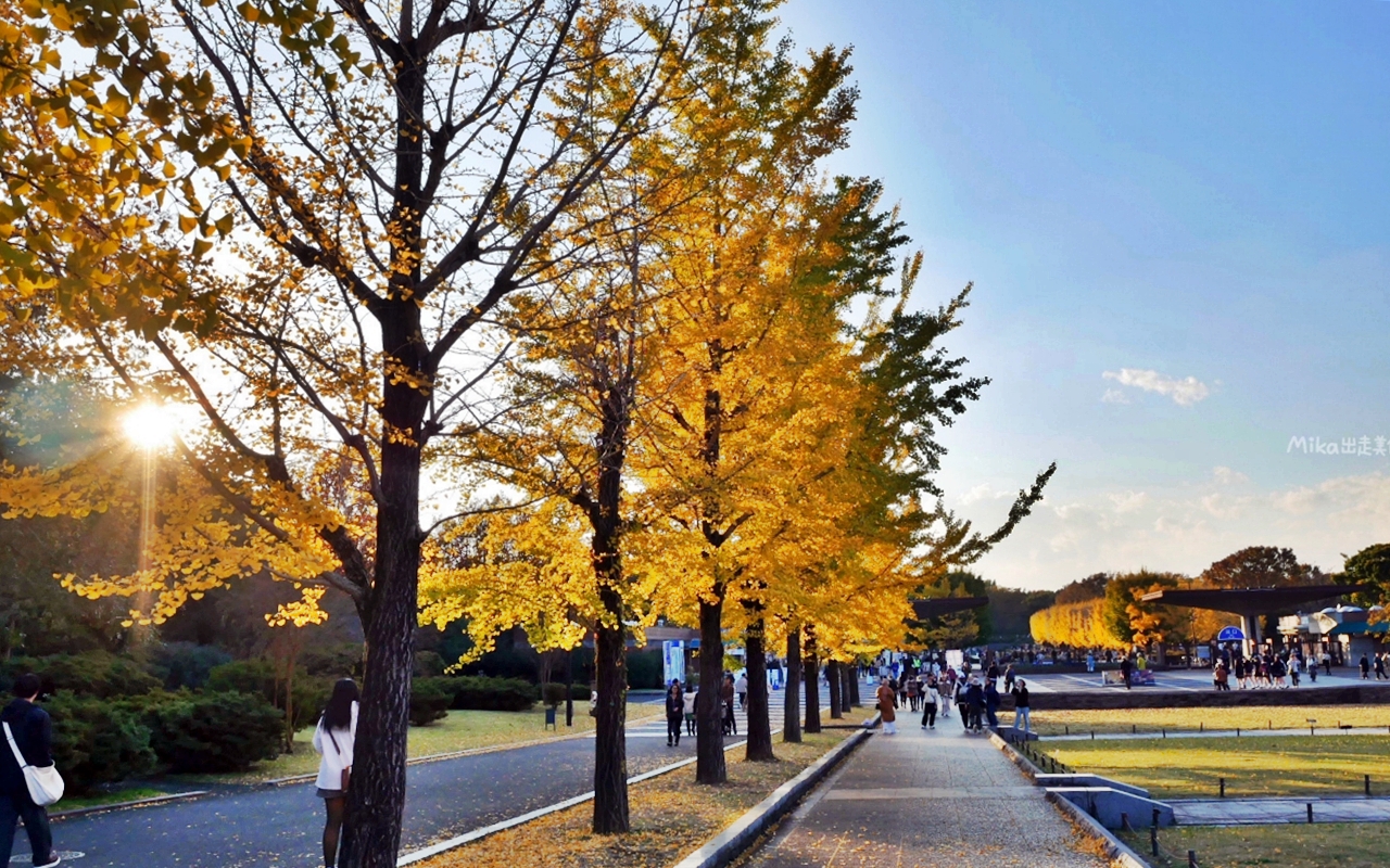 【東京】 國營昭和紀念公園｜東京賞楓景點推薦必去，期間限定 黃葉・紅葉祭＆秋夜散步，楓葉 銀杏 精彩燈光秀。
