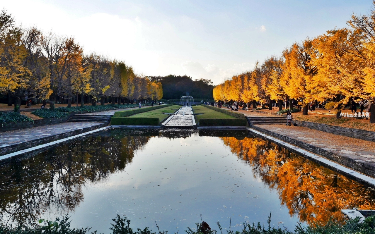 【東京】 國營昭和紀念公園｜東京賞楓景點推薦必去，期間限定 黃葉・紅葉祭＆秋夜散步，楓葉 銀杏 精彩燈光秀。