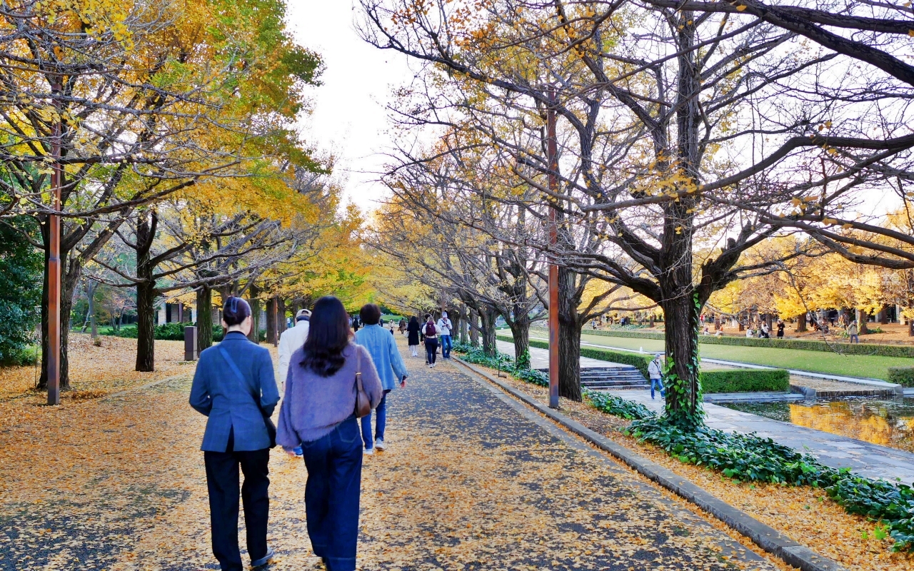 【東京】 國營昭和紀念公園｜東京賞楓景點推薦必去，期間限定 黃葉・紅葉祭＆秋夜散步，楓葉 銀杏 精彩燈光秀。
