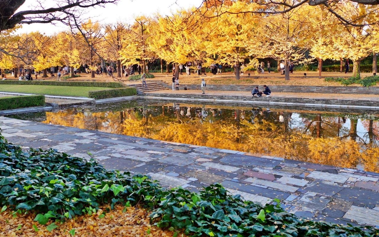 【東京】 國營昭和紀念公園｜東京賞楓景點推薦必去，期間限定 黃葉・紅葉祭＆秋夜散步，楓葉 銀杏 精彩燈光秀。