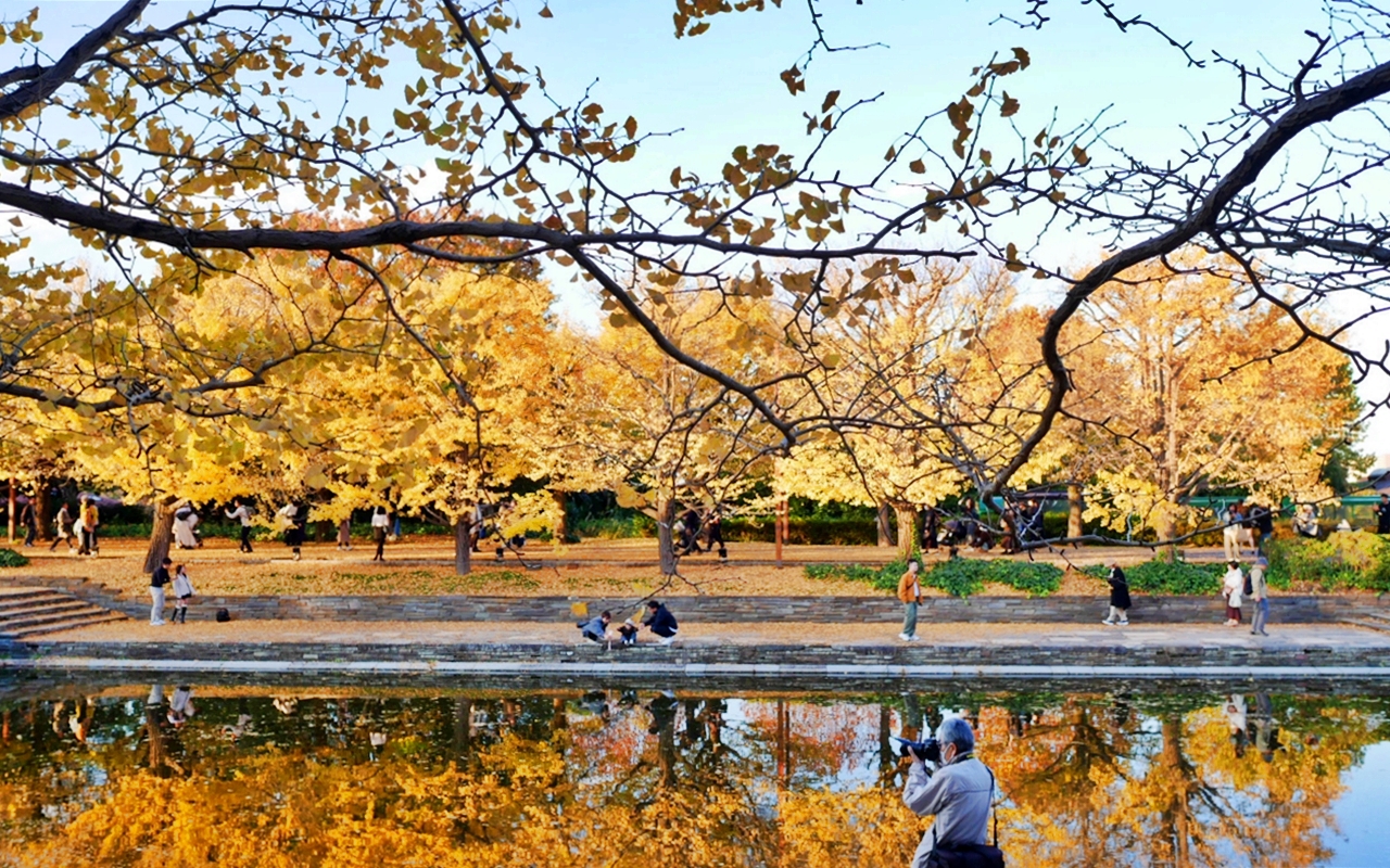 【東京】 國營昭和紀念公園｜東京賞楓景點推薦必去，期間限定 黃葉・紅葉祭＆秋夜散步，楓葉 銀杏 精彩燈光秀。