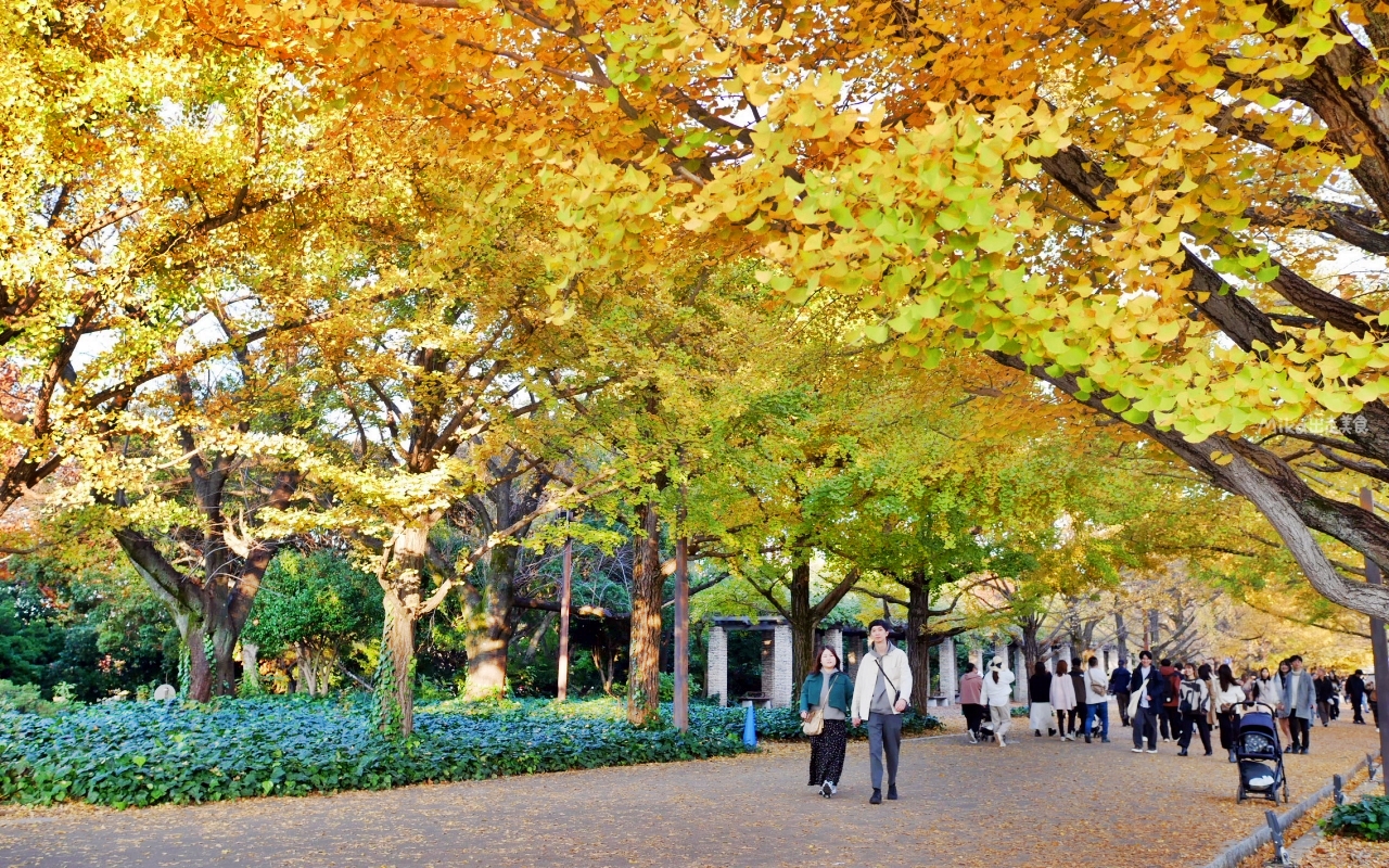 【東京】 國營昭和紀念公園｜東京賞楓景點推薦必去，期間限定 黃葉・紅葉祭＆秋夜散步，楓葉 銀杏 精彩燈光秀。