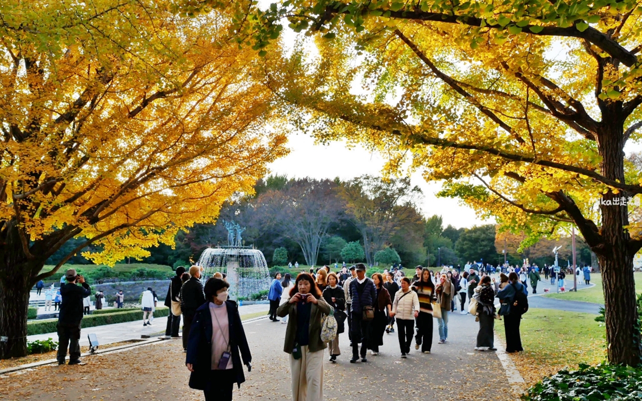 【東京】 國營昭和紀念公園｜東京賞楓景點推薦必去，期間限定 黃葉・紅葉祭＆秋夜散步，楓葉 銀杏 精彩燈光秀。