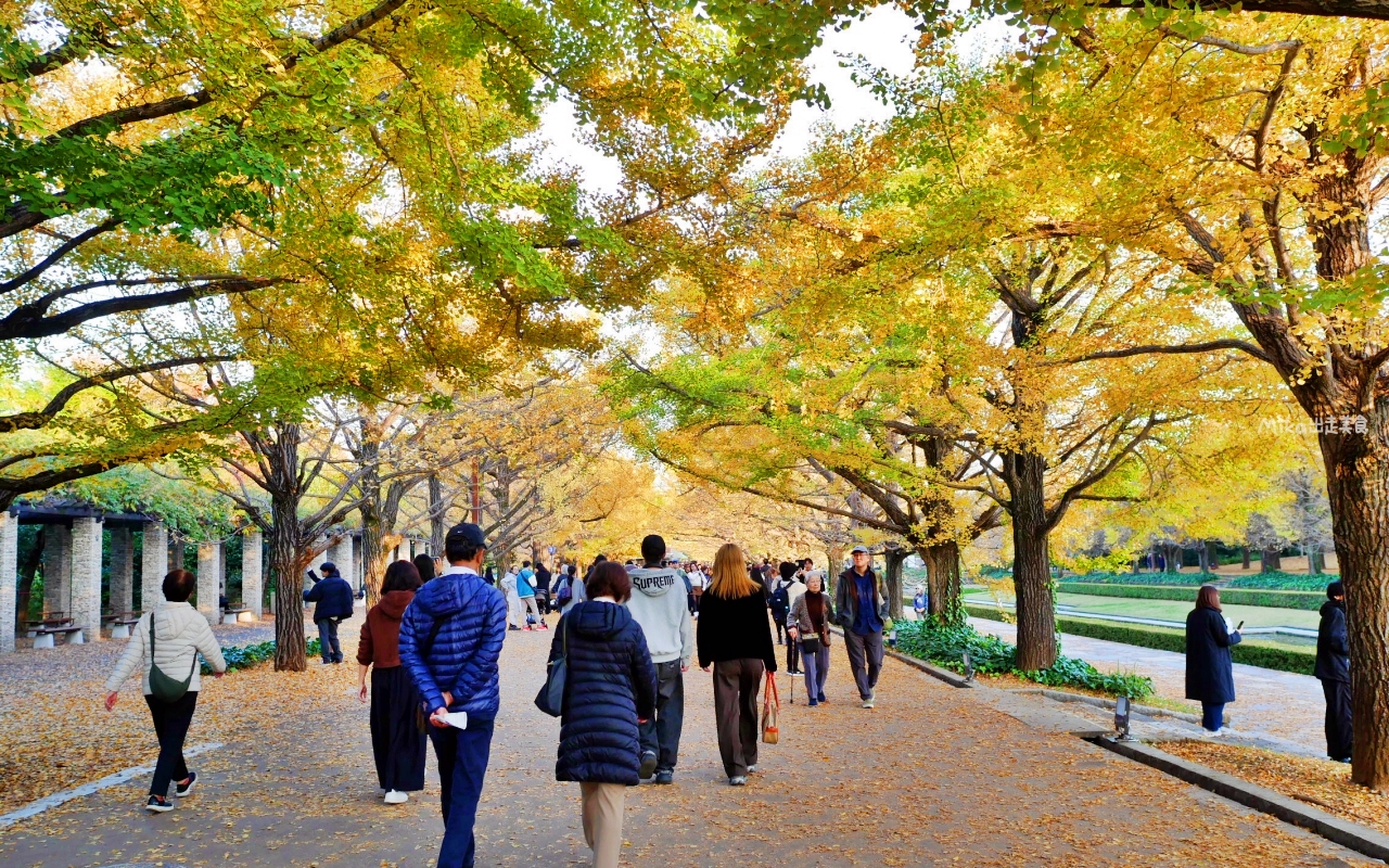【東京】 國營昭和紀念公園｜東京賞楓景點推薦必去，期間限定 黃葉・紅葉祭＆秋夜散步，楓葉 銀杏 精彩燈光秀。