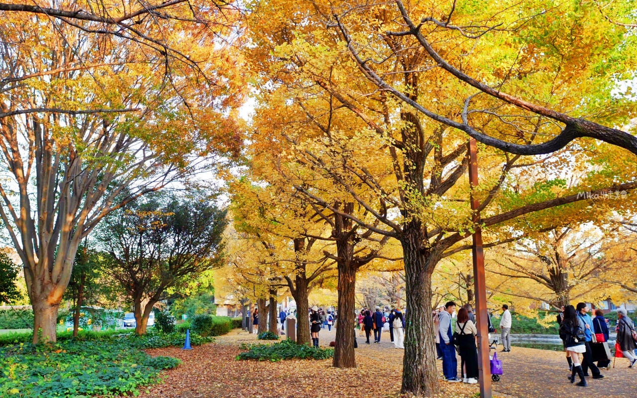 【東京】 國營昭和紀念公園｜東京賞楓景點推薦必去，期間限定 黃葉・紅葉祭＆秋夜散步，楓葉 銀杏 精彩燈光秀。