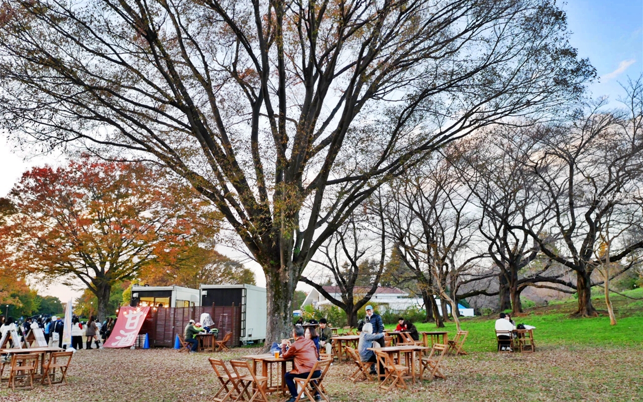 【東京】 國營昭和紀念公園｜東京賞楓景點推薦必去，期間限定 黃葉・紅葉祭＆秋夜散步，楓葉 銀杏 精彩燈光秀。