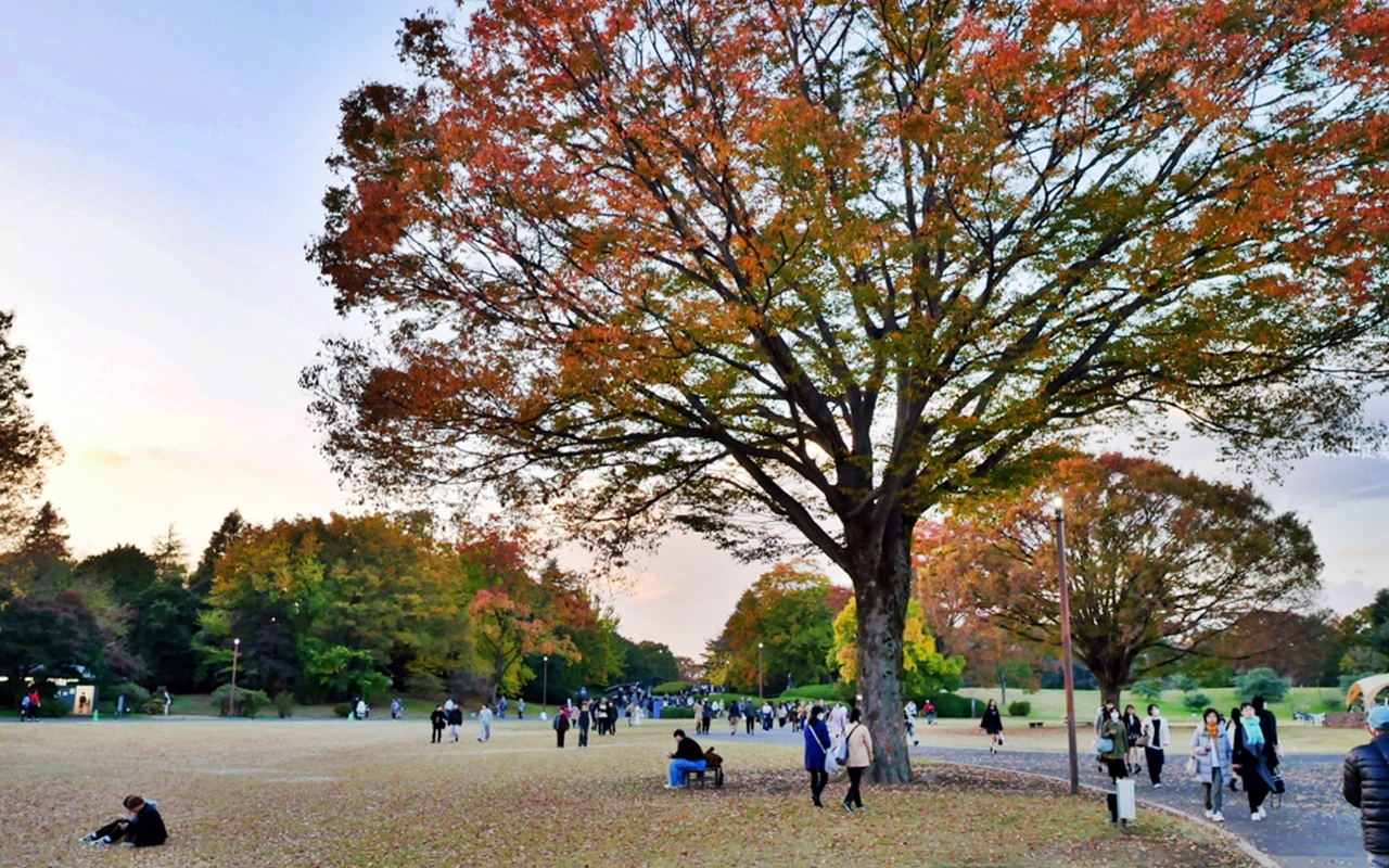 【東京】 國營昭和紀念公園｜東京賞楓景點推薦必去，期間限定 黃葉・紅葉祭＆秋夜散步，楓葉 銀杏 精彩燈光秀。