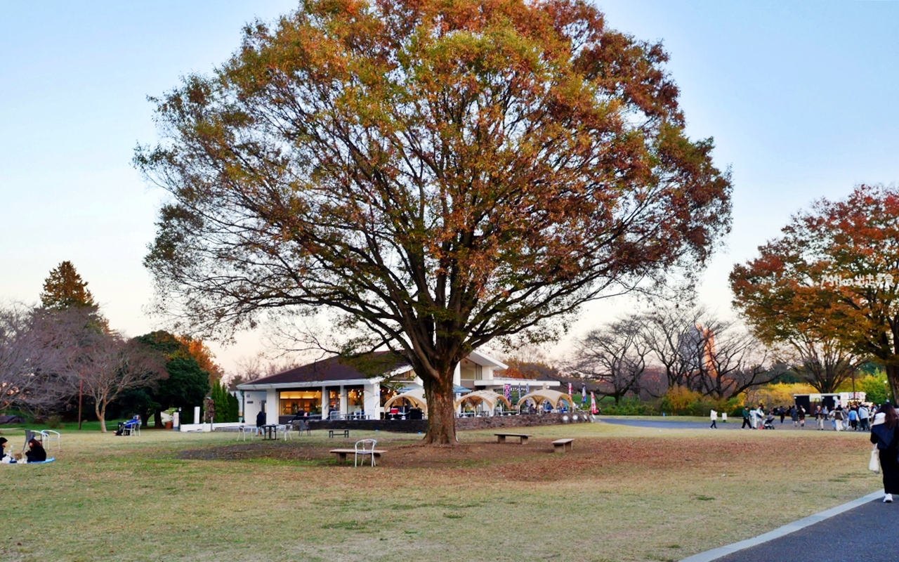 【東京】 國營昭和紀念公園｜東京賞楓景點推薦必去，期間限定 黃葉・紅葉祭＆秋夜散步，楓葉 銀杏 精彩燈光秀。