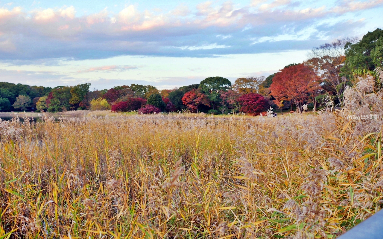 【東京】 國營昭和紀念公園｜東京賞楓景點推薦必去，期間限定 黃葉・紅葉祭＆秋夜散步，楓葉 銀杏 精彩燈光秀。