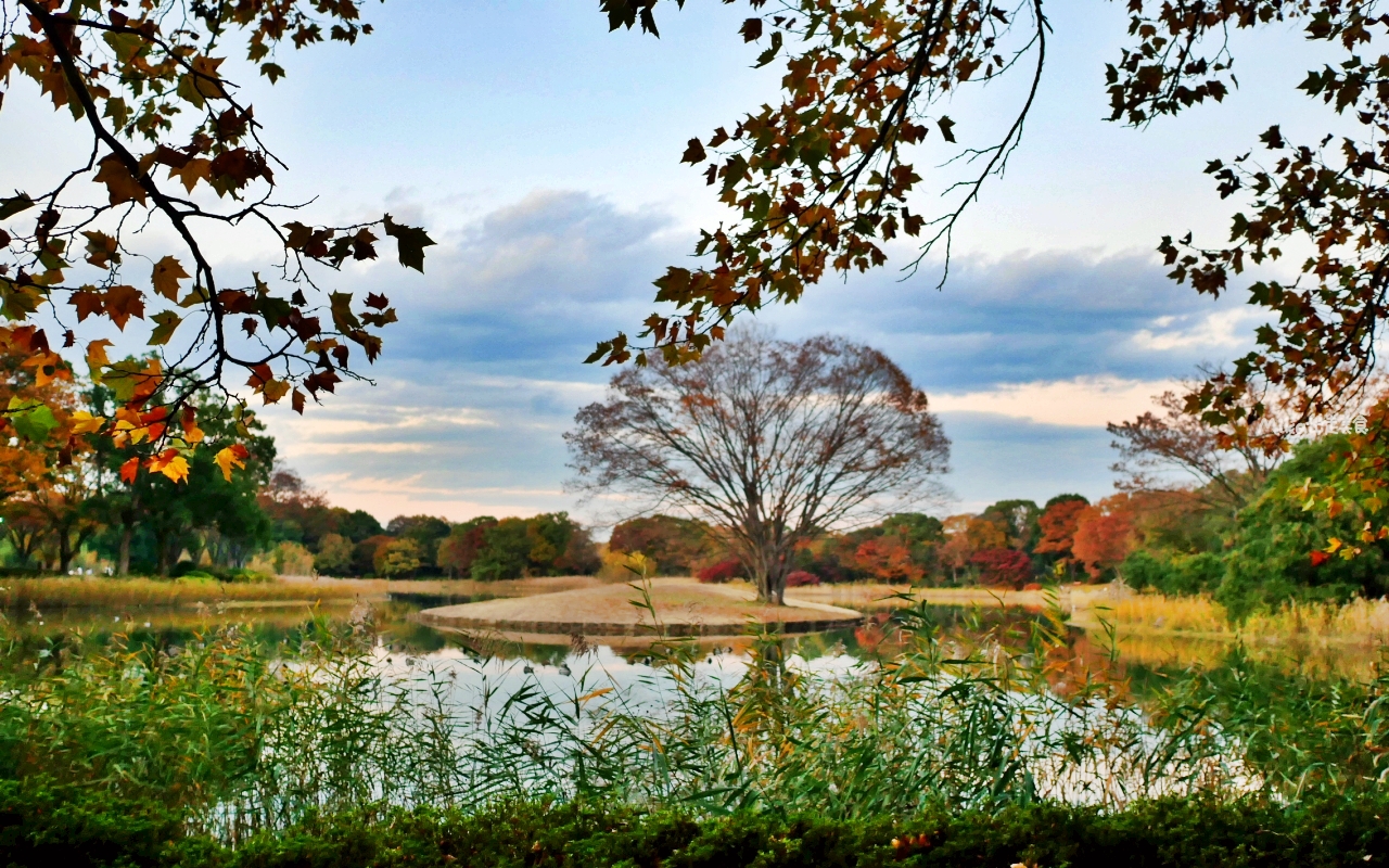 【東京】 國營昭和紀念公園｜東京賞楓景點推薦必去，期間限定 黃葉・紅葉祭＆秋夜散步，楓葉 銀杏 精彩燈光秀。