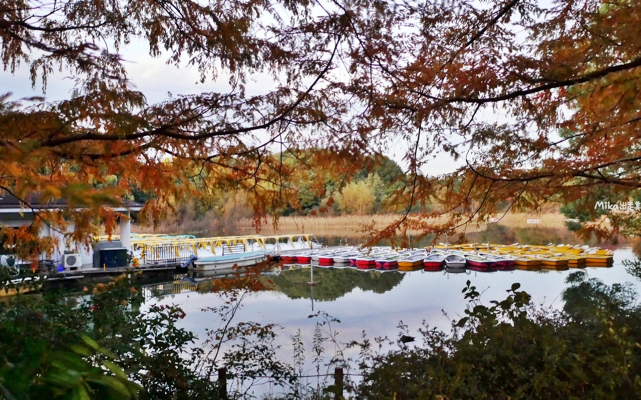 【東京】 國營昭和紀念公園｜東京賞楓景點推薦必去，期間限定 黃葉・紅葉祭＆秋夜散步，楓葉 銀杏 精彩燈光秀。