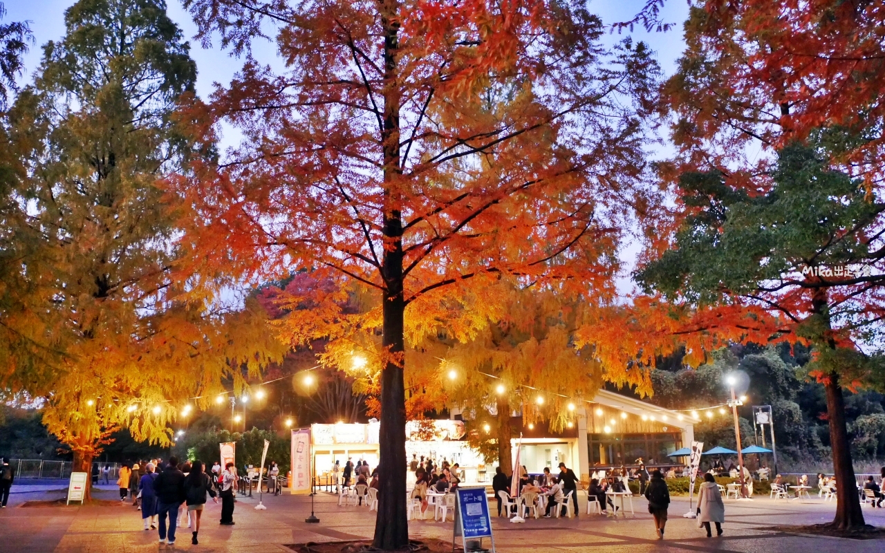 【東京】 國營昭和紀念公園｜東京賞楓景點推薦必去，期間限定 黃葉・紅葉祭＆秋夜散步，楓葉 銀杏 精彩燈光秀。