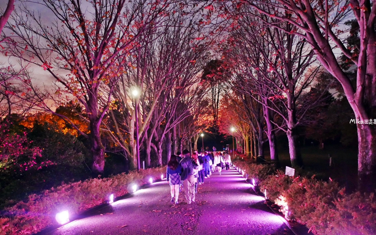 【東京】 國營昭和紀念公園｜東京賞楓景點推薦必去，期間限定 黃葉・紅葉祭＆秋夜散步，楓葉 銀杏 精彩燈光秀。