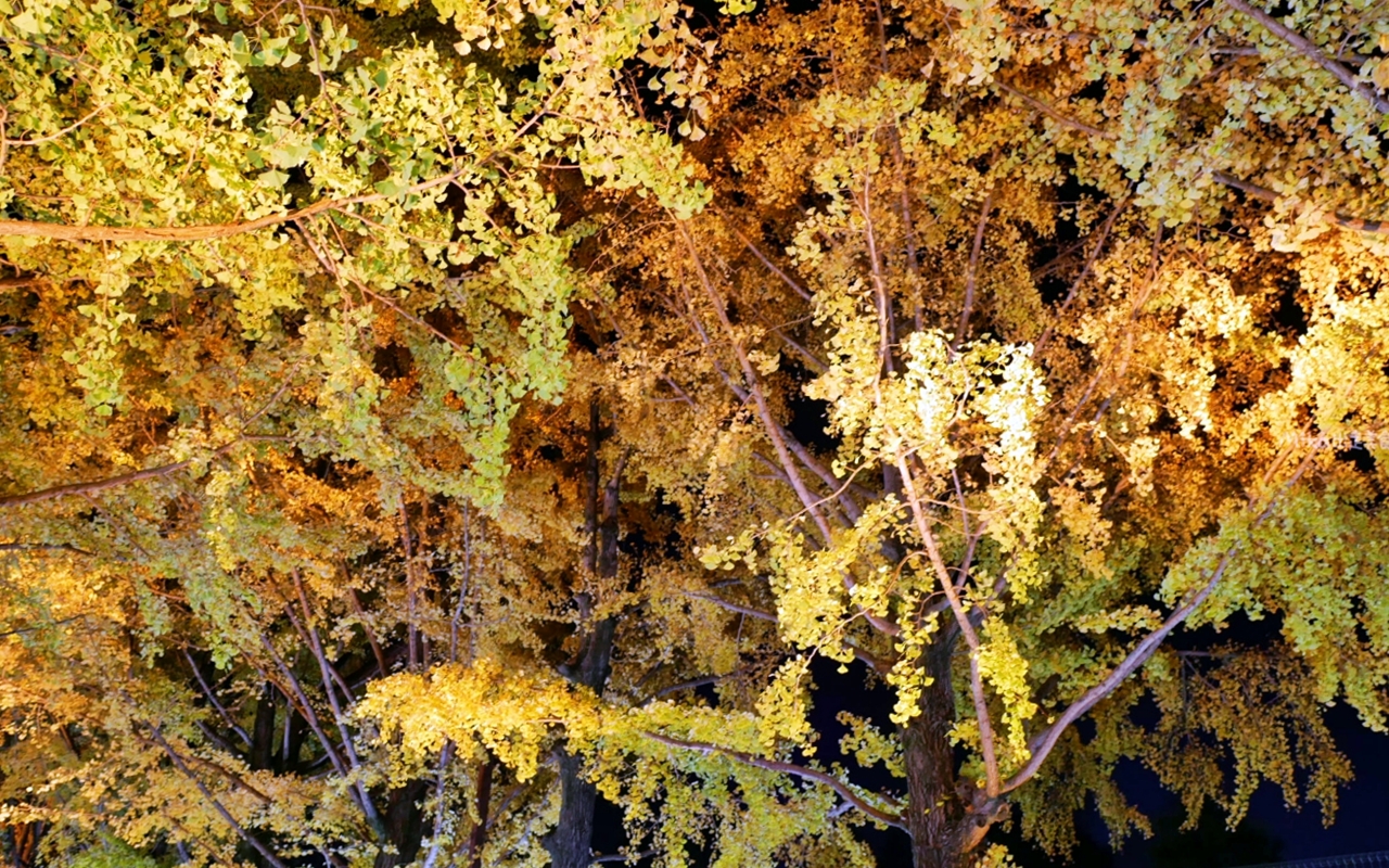 【東京】 國營昭和紀念公園｜東京賞楓景點推薦必去，期間限定 黃葉・紅葉祭＆秋夜散步，楓葉 銀杏 精彩燈光秀。