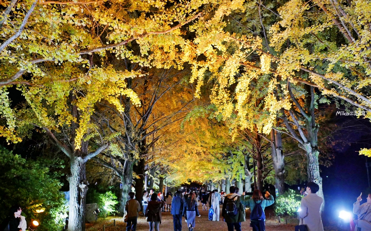 【東京】 國營昭和紀念公園｜東京賞楓景點推薦必去，期間限定 黃葉・紅葉祭＆秋夜散步，楓葉 銀杏 精彩燈光秀。