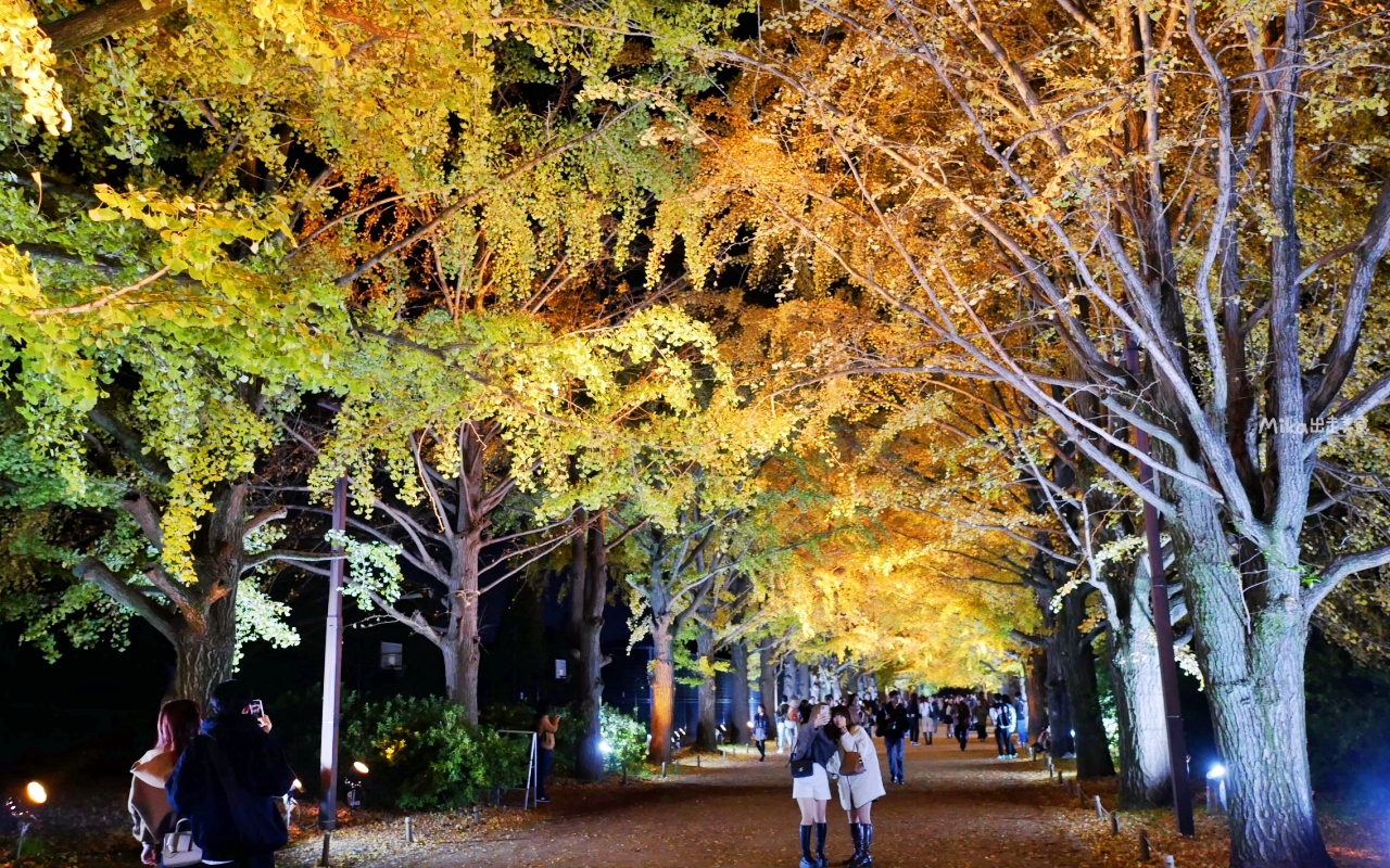 【東京】 國營昭和紀念公園｜東京賞楓景點推薦必去，期間限定 黃葉・紅葉祭＆秋夜散步，楓葉 銀杏 精彩燈光秀。