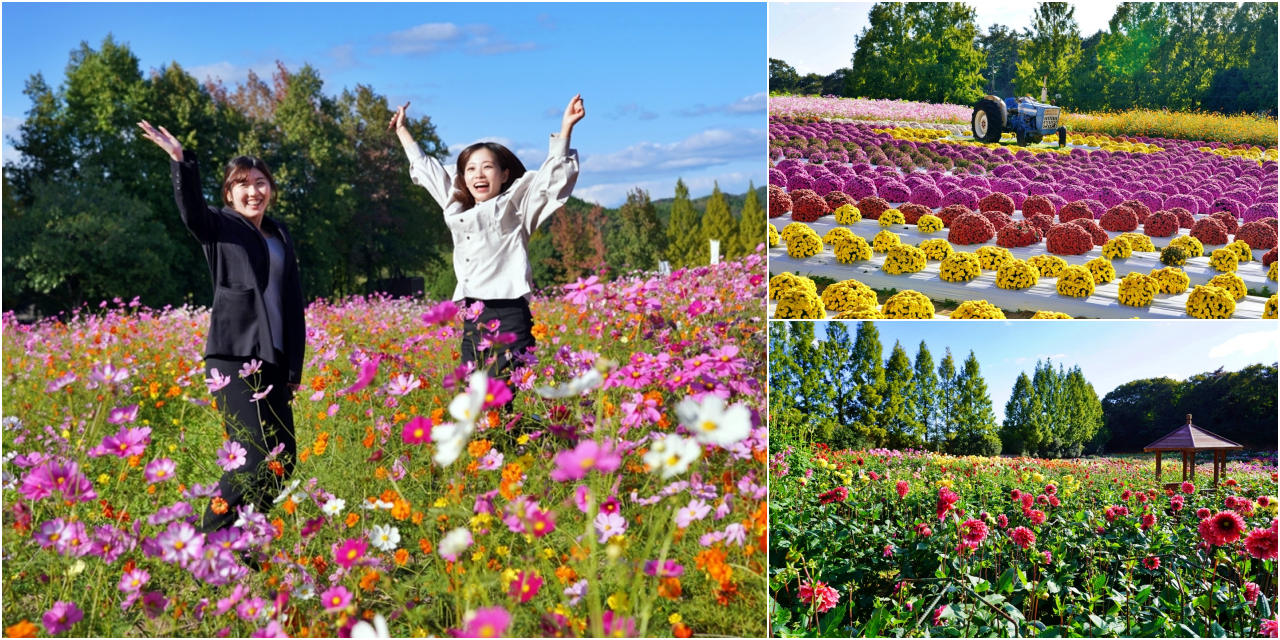【日本】山陽 廣島 世羅高原農場｜日本最大規模花田竟然在廣島！？每季都有不同的花海絕景，秋菊美到根本置身童話世界。<div class="yasr-vv-stars-title-container"><div class='yasr-stars-title yasr-rater-stars'
                          id='yasr-visitor-votes-readonly-rater-2faf62d59d539'
                          data-rating='0'
                          data-rater-starsize='16'
                          data-rater-postid='72982'
                          data-rater-readonly='true'
                          data-readonly-attribute='true'
                      ></div><span class='yasr-stars-title-average'>0 (0)</span></div> @Mika出走美食日誌