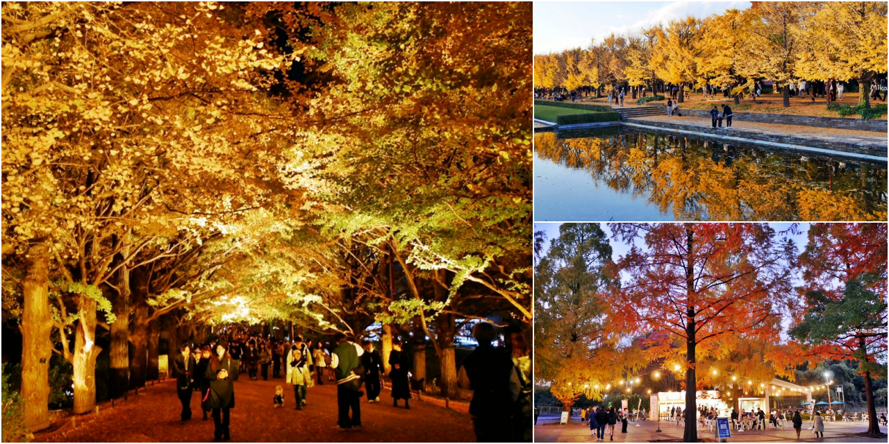 【東京】 國營昭和紀念公園｜東京賞楓景點推薦必去，期間限定 黃葉・紅葉祭＆秋夜散步，楓葉 銀杏 精彩燈光秀。<div class="yasr-vv-stars-title-container"><div class='yasr-stars-title yasr-rater-stars'
                          id='yasr-visitor-votes-readonly-rater-c163f9a92d652'
                          data-rating='0'
                          data-rater-starsize='16'
                          data-rater-postid='73116'
                          data-rater-readonly='true'
                          data-readonly-attribute='true'
                      ></div><span class='yasr-stars-title-average'>0 (0)</span></div> @Mika出走美食日誌