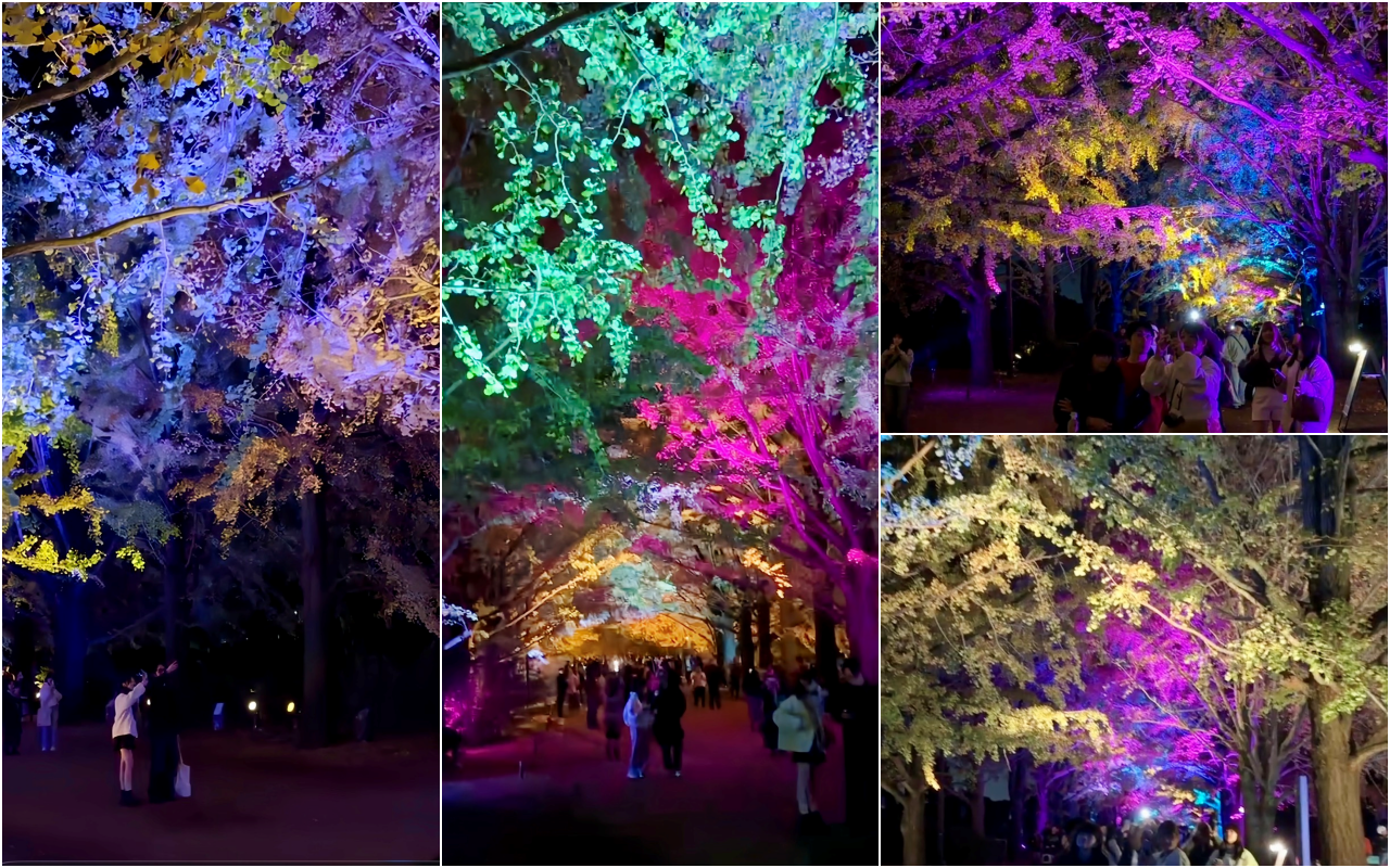 【東京】 國營昭和紀念公園｜東京賞楓景點推薦必去，期間限定 黃葉・紅葉祭＆秋夜散步，楓葉 銀杏 精彩燈光秀。