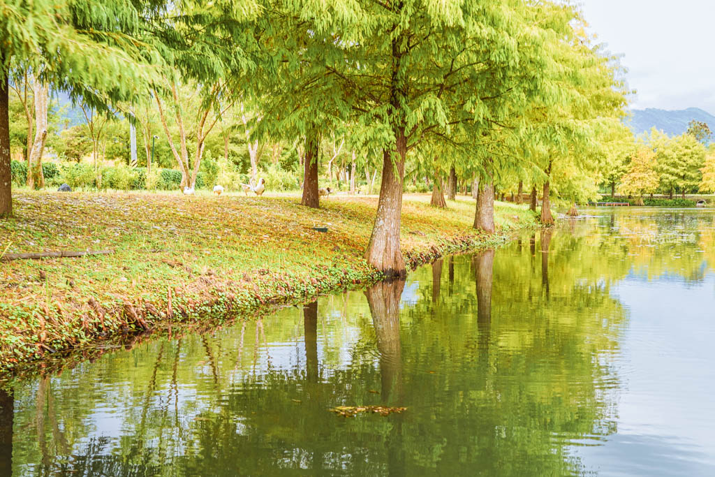【花蓮】 理想PAARK水岸生活｜花蓮最新景點 公路旁全台最美星巴克、7-11在這裡！還有落羽松祕境遊湖、湖光水岸旁的音樂市集，湖光有景，水岸有聲。