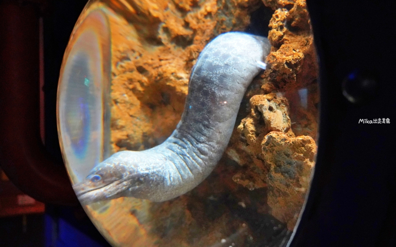 【花蓮】 遠雄 海洋公園|東台灣最大 有山景+海景的水族主題遊樂園,還有全台唯一真人 美人魚實境秀! 【花蓮】 遠雄 海洋公園|東台灣最大 有山景+海景的水族主題遊樂園,還有全台唯一真人 美人魚實境秀!